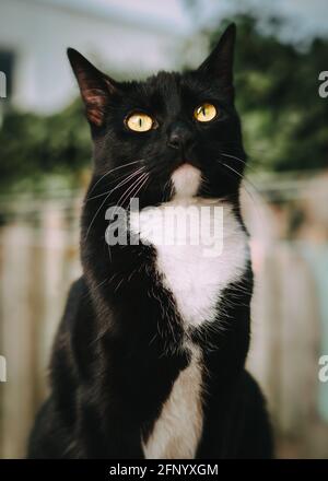 Porträt einer schwarz-weißen Smokingkatze, die sitzt Der Garten schaut nach oben Stockfoto