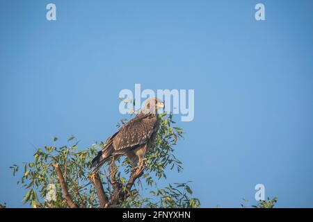 Östlicher Kaiseradler, Aquila heliaca, Kutch, Gujarat, Indien Stockfoto