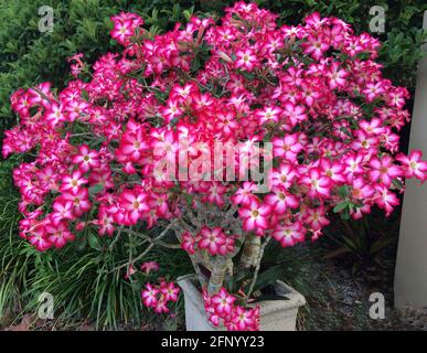 Wüstenrose ist ein gebräuchlicher Name für Adenium obesum, eine blühende Sukulente, die auch Sabi-Stern, Mock Azalea oder Impala Lilie genannt wird. Die aus Afrika stammende Pflanze ist eine beliebte Zierpflanze im Freien in wärmeren Klimazonen, wo Sonnenschein reichlich vorhanden ist, wie in Florida, USA, wo dieser 10 Jahre alte Strauch in einem kleinen Behälter wächst. Tiefes Pink und Rot sind die dominierenden Farben der schönen glockenförmigen Blüten der Pflanze mit 5 Blüten. Beachten Sie, dass milchsaft aus Wüstenrosenpflanzen giftig ist und für Menschen und Tiere als giftig gilt. Stockfoto