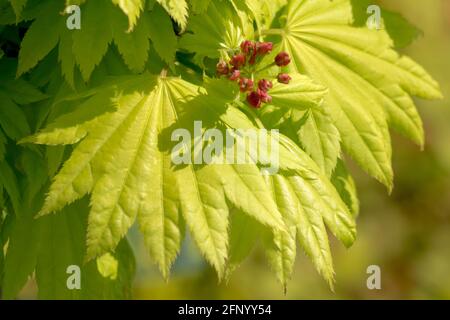 Acer shirasawanum Aureum Acer japonicum Stockfoto