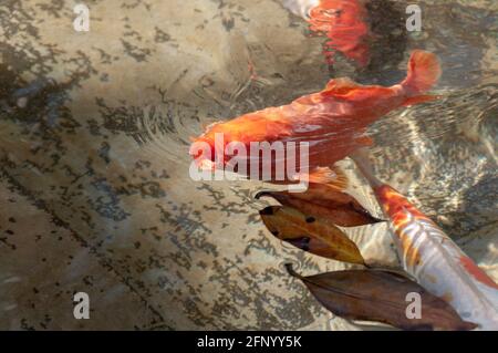 Koi-Karpfen in einem Teich mit abgefallenen Blättern auf der Wasseroberfläche. Wunderschöner Koi-Fisch. Blick Auf Den Koi-Karpfen Beim Schwimmen Im Teich Stockfoto