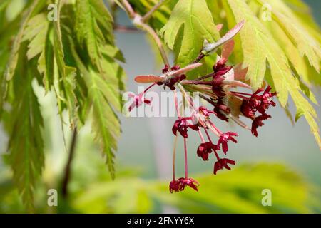 Acer japonicum Aconitifolium Blätter Blume Stockfoto