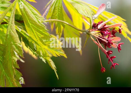 Acer japonicum Aconitifolium Blätter Blume Stockfoto