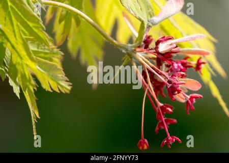 Acer japonicum 'Aconitifolium' Leaves Flower Spring, japanischer Ahorn blüht Acer 'Aconitifolium' aus nächster Nähe Stockfoto