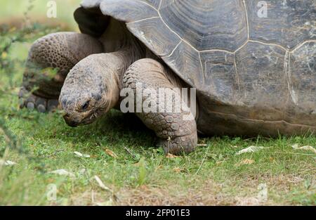 Galápagos Riesenschildkröte, Schildkröte, die Gras frisst Stockfoto