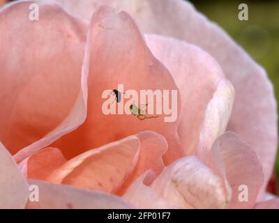 spinne fangen fliegen in Rose Blume Makro aus nächster Nähe Stockfoto