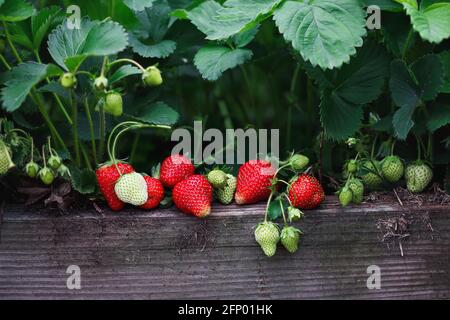 Frische Bio-Erdbeeren, die in einem erhöhten Erdbeerbett wachsen, mit grünen und roten Beeren. Selektiver Fokus. Stockfoto