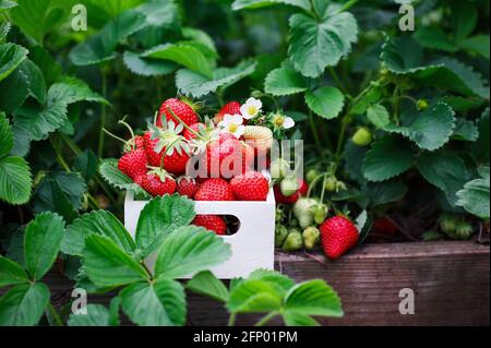 Frische Bio-Erdbeeren in einem weißen Holzkorb von Pflanzen, die in einem erhöhten Erdbeerbett wachsen, mit Blüten, grünen und roten Beeren. Selektiver Fokus Stockfoto