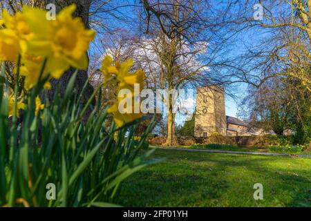 Blick auf Narzissen und St. Katherine's Church, Teversal bei Sutton in Ashfield, Nottinghamshire, England, Großbritannien, Europa Stockfoto