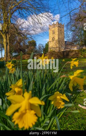 Blick auf Narzissen und St. Katherine's Church, Teversal bei Sutton in Ashfield, Nottinghamshire, England, Großbritannien, Europa Stockfoto