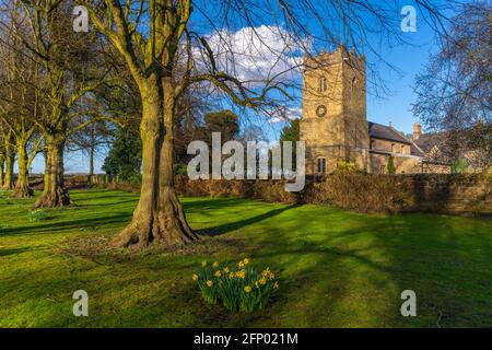 Blick auf Narzissen und St. Katherine's Church, Teversal bei Sutton in Ashfield, Nottinghamshire, England, Großbritannien, Europa Stockfoto