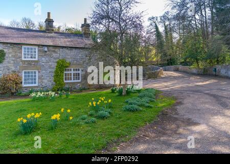 Blick auf Narzissen und Häuschen in Ashford im Wasser, Derbyshire, Peak District National Park, England, Großbritannien, Europa Stockfoto