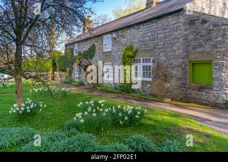 Blick auf Narzissen und Häuschen in Ashford im Wasser, Derbyshire, Peak District National Park, England, Großbritannien, Europa Stockfoto