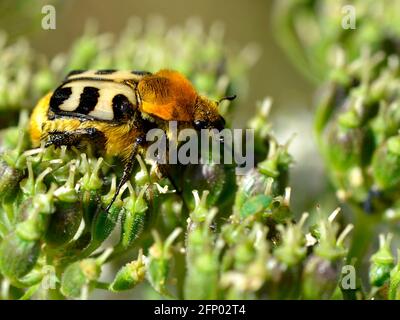 Makrobienenkäfer (Trichius fasciatus) auf der Pflanze Stockfoto