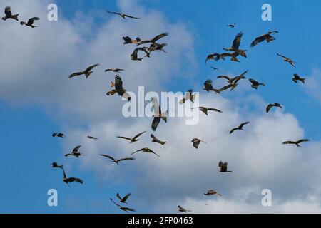 Große Anzahl von Red Kite (Milvus milvus), die über der lGigrin Farm in Wales, Großbritannien, fliegen. Stockfoto