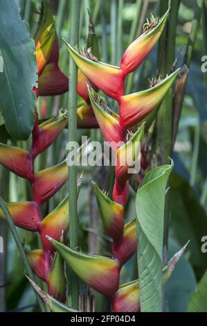 Singapur, Singapur, Asien, Asien; Botanischer Garten; Botanischer Garten; Heliconiaceae; Heliconia; Helikonien; 赫蕉屬 roślina egzotyczna, Kkolorowy kwiat Stockfoto