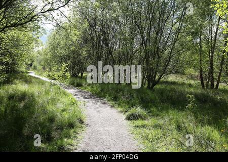 Newshot Island Local Nature Reserve, Erskine, Renfrewshire, Schottland, Großbritannien Stockfoto