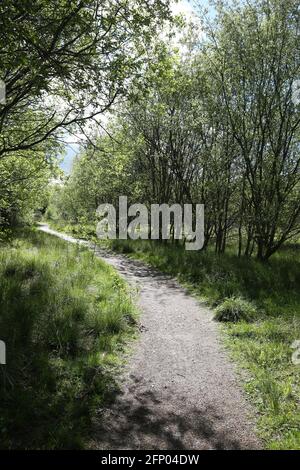 Newshot Island Local Nature Reserve, Erskine, Renfrewshire, Schottland, Großbritannien Stockfoto