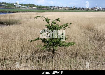 Newshot Island Local Nature Reserve, Erskine, Renfrewshire, Schottland, Großbritannien. Einzelner Baum wächst unter Schilf auf Feuchtgebieten und Sumpfgebieten Stockfoto