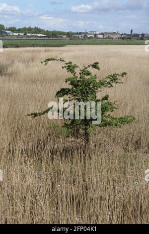 Newshot Island Local Nature Reserve, Erskine, Renfrewshire, Schottland, Großbritannien. Einzelner Baum wächst unter Schilf auf Feuchtgebieten und Sumpfgebieten Stockfoto