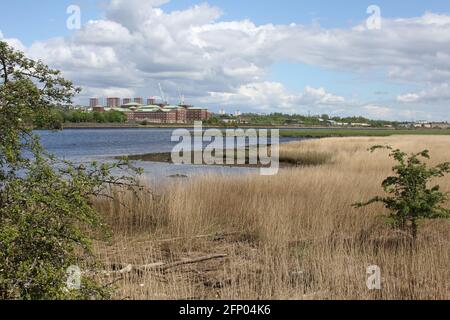 Newshot Island Local Nature Reserve, Erskine, Renfrewshire, Schottland, Großbritannien. Maryland Wetlands mit Blick auf das Golden Jubilee Hospital Stockfoto