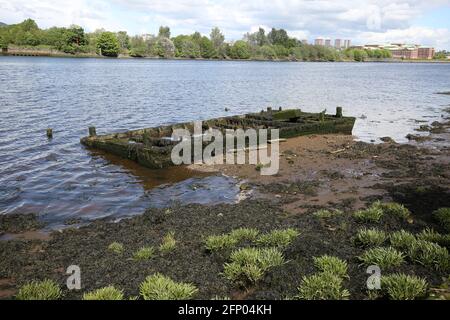 Newshot Island Local Nature Reserve, Erskine, Renfrewshire, Schottland, Großbritannien. Überreste eines versunkenen Bootes auf dem Fluss Clyde Stockfoto