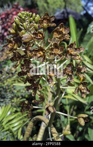 Singapur, Singapur, Asien, Asien; Botanischer Garten; Botanischer Garten; eine Rispe aus winzigen orangen Blüten mit braunen Flecken Stockfoto