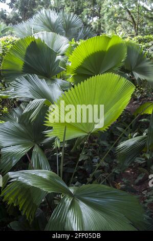 Singapur, Singapur, Asien, Asien; Botanischer Garten; Botanischer Garten; Licuala grandis; Großblättrige Strahlenpalme Stockfoto