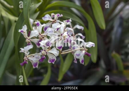 Singapur, Singapur, Asien, Asien; Botanischer Garten; Botanischer Garten; kleine lila-weiße Orchideen; winzige lila-weiße Orchideen; 小小的紫色白色蘭花 storczyk Stockfoto