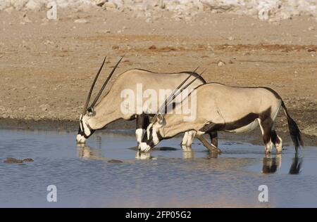 Gemsbok oder Oryx - Trinken im Waterhole Oryx Gazella Etosha National Park, Namibia MA000804 Stockfoto