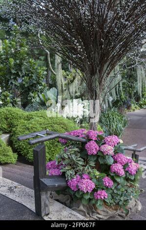 Singapur, Singapur, Asien, Asien; Botanischer Garten; Rosa Hortensien am Treppengeländer; eine Gasse im Botanischen Garten Stockfoto