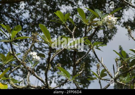 Singapur, Singapur, Asien, Asien; Botanischer Garten; Botanischer Garten; Weiße Blüten auf einem exotischen Busch mit grünen Blättern am Himmel Stockfoto