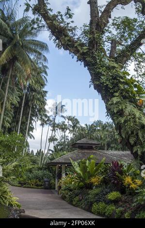 Singapur, Singapur, Asien, Asien; Botanischer Garten; Eine Gasse im Botanischen Garten, umgeben von exotischen Pflanzen; eine Gasse im Botanischen Garten Stockfoto