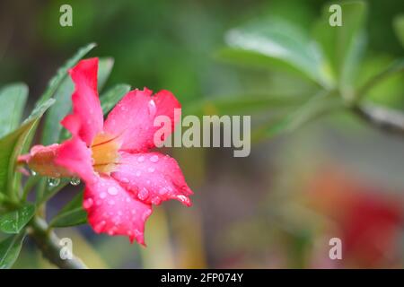 Nahaufnahme der Wüstenrose (Adenium obesum) Von Regentropfen bedeckt Stockfoto