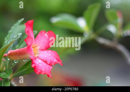 Nahaufnahme der Wüstenrose (Adenium obesum) Von Regentropfen bedeckt Stockfoto