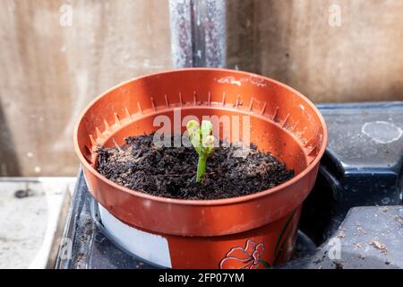 Runner Beans im Gewächshaus sprießen nur in Töpfen gepflanzt, um darauf zu wachsen, bevor sie Pflanzen, Northampton, England, Großbritannien. Stockfoto