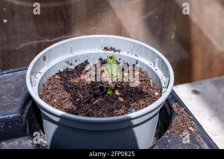 Runner Beans im Gewächshaus sprießen nur in Töpfen gepflanzt, um darauf zu wachsen, bevor sie Pflanzen, Northampton, England, Großbritannien. Stockfoto