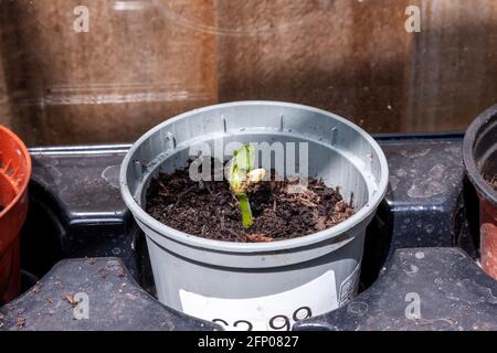 Runner Beans im Gewächshaus sprießen nur in Töpfen gepflanzt, um darauf zu wachsen, bevor sie Pflanzen, Northampton, England, Großbritannien. Stockfoto