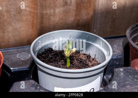 Runner Beans im Gewächshaus sprießen nur in Töpfen gepflanzt, um darauf zu wachsen, bevor sie Pflanzen, Northampton, England, Großbritannien. Stockfoto