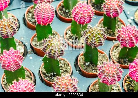 Gymnocalycium variierte Kaktus, kleine Kaktus in einem Blumentopf. Stockfoto