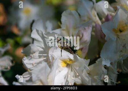 Rosenschäfer, der auf einer Rhododendronblüte sitzt. Ein gewöhnlicher europäischer Käfer mit metallisch-grüner Farbe in seinem natürlichen Lebensraum. Ein horizontales Nahaufnahme-Bild Stockfoto