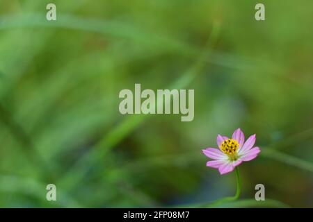Pink Cosmos (Cosmos caudatus) vor unscharfen Hintergrund Stockfoto
