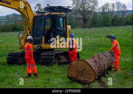 Aylesbury, Buckinghamshire, Großbritannien. Mai 2021. HS2 Entfernen der Überreste einer schönen Eiche, die von HS2 in ihrer Verbindung gefällt wurde. Die Hochgeschwindigkeitsstrecke 2 von London nach Birmingham zeigt eine riesige Narbe über die Chilterns, einem Gebiet von außergewöhnlicher natürlicher Schönheit. Quelle: Maureen McLean/Alamy Stockfoto