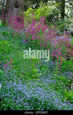 wildblumen im englischen Landgarten, norfolk, england Stockfoto