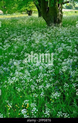 Kuh Petersilie wächst auf dem Feld, Nord norfolk, england Stockfoto