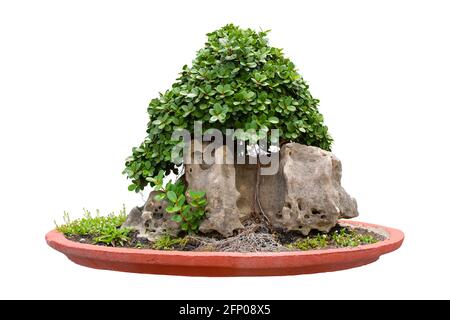 Ficus Bonsai, ist eine Pflanze oder ein Baum, die in flachen Töpfen auf weißem Hintergrund isoliert Zwerg ist, Save Clipping path. Stockfoto