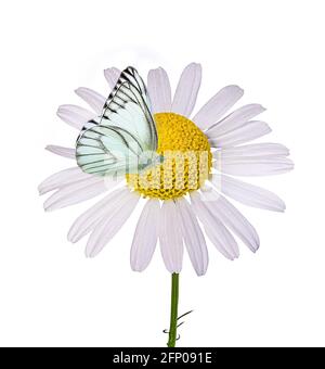 Schöne wilde Blumen Kamille, Schmetterling am Morgen Dunst in der Natur reizvolle luftige künstlerische Bild. Stockfoto