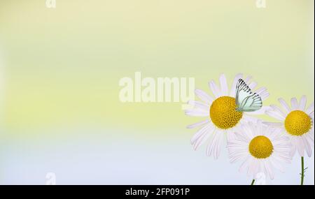 Schöne wilde Blumen Kamille, Schmetterling am Morgen Dunst in der Natur reizvolle luftige künstlerische Bild. Stockfoto