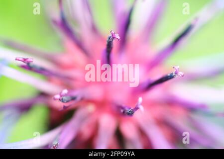 Makro-Nahaufnahme des Zentrums einer lila-blauen Kornblume mit Staubgefäßen und Pollen. Sehr kurze Schärfentiefe und selektiver Fokus. Stockfoto