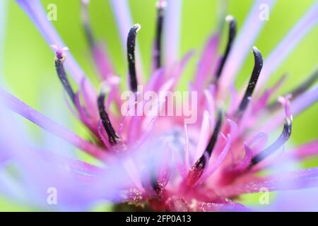 Makro-Nahaufnahme des Zentrums einer lila-blauen Kornblume mit Staubgefäßen und Pollen. Sehr kurze Schärfentiefe und selektiver Fokus. Stockfoto